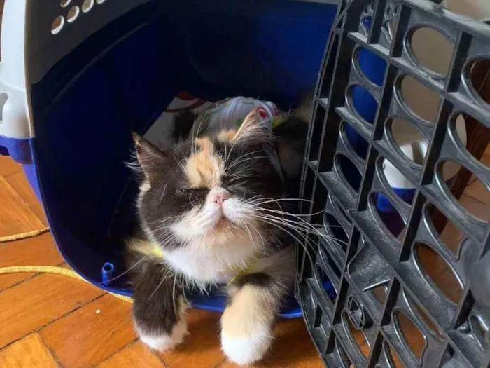 Gato ra a Persa  idade 4 anos nome Quiteria 