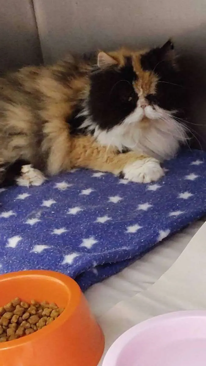 Gato ra a Persa  idade 4 anos nome Quiteria 
