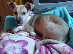 Cachorro raça Srd idade 2 a 6 meses nome Kiara