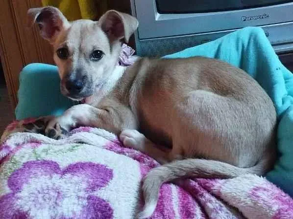 Cachorro ra a Srd idade 2 a 6 meses nome Kiara