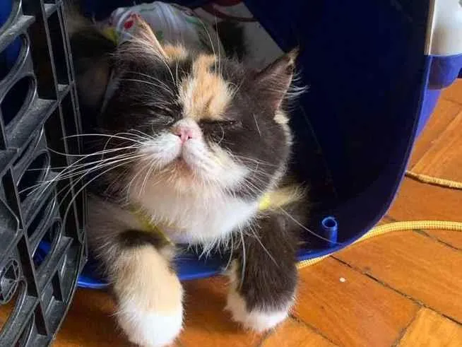 Gato ra a Persa  idade 4 anos nome Quiteria 