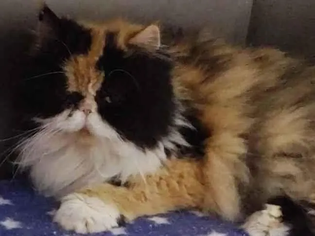 Gato ra a Persa  idade 4 anos nome Quiteria 