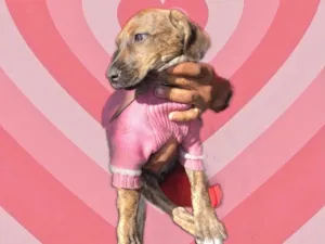 Cachorro raça Srd idade 2 a 6 meses nome Nina bb2meses Linda 