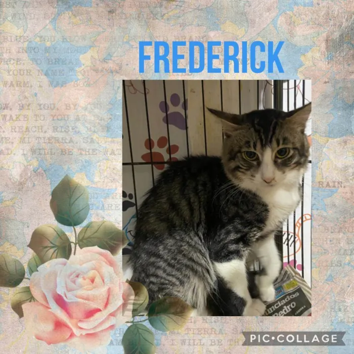 Gato ra a SRD idade 1 ano nome Frederick