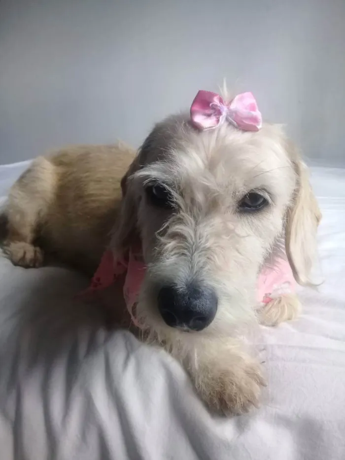 Cachorro raça Vira lata  idade 4 anos nome Meg