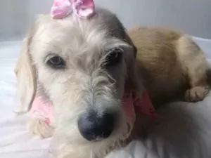 Cachorro raça Vira lata  idade 4 anos nome Meg