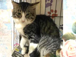 Gato raça SRD idade 1 ano nome Frederick