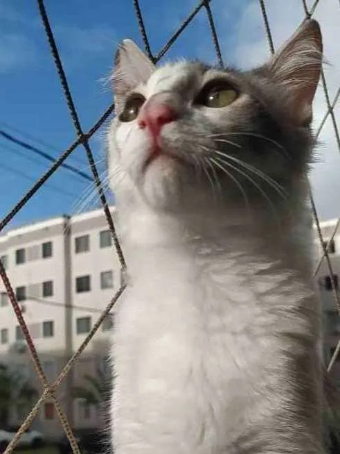 Gato ra a Tigrada  idade 1 ano nome Lua