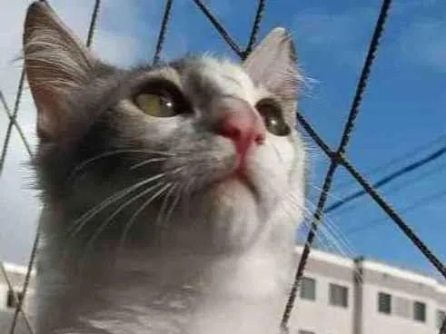 Gato ra a Tigrada  idade 1 ano nome Lua