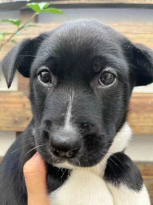 Cachorro raça SRD idade Abaixo de 2 meses nome Sem Nome 