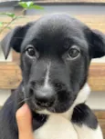 Cachorro raça SRD idade Abaixo de 2 meses nome Sem Nome 