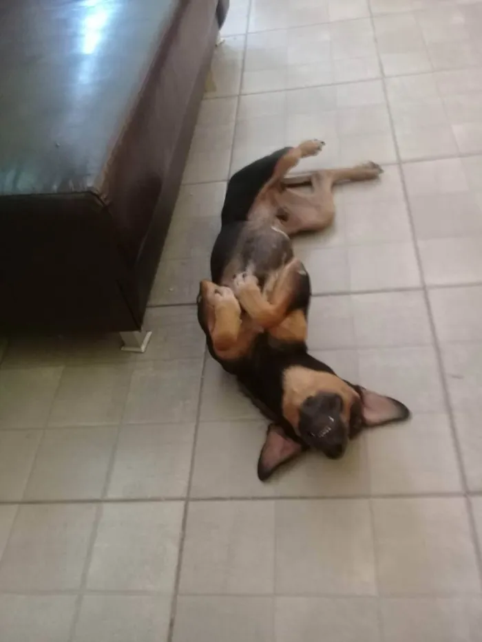 Cachorro raça Vira lata  idade 3 anos nome Lincol 