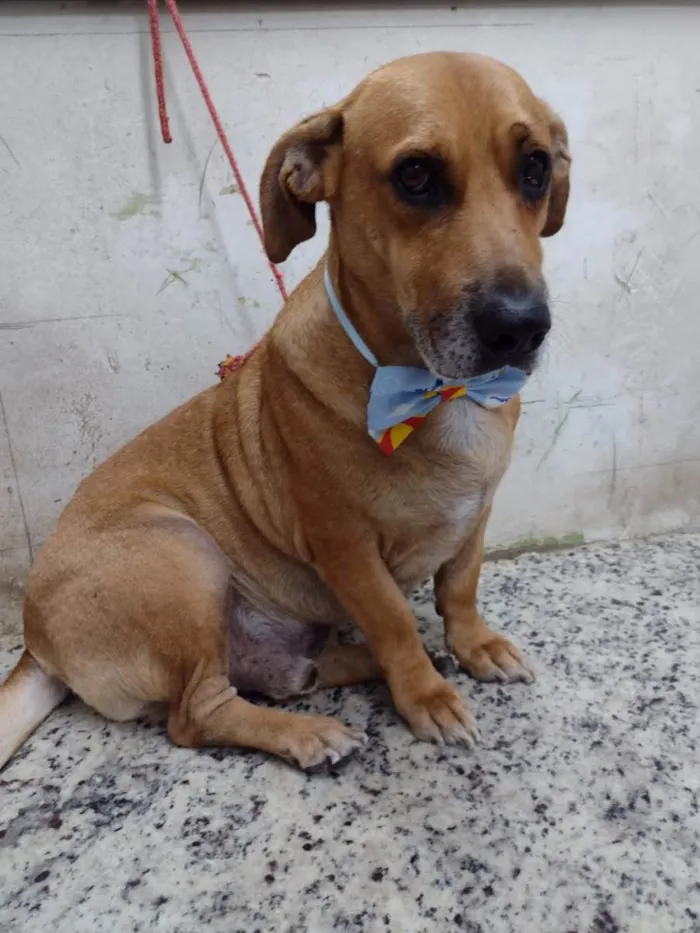 Cachorro raça Vira lata  idade 3 anos nome Maicon 