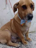 Maicon 