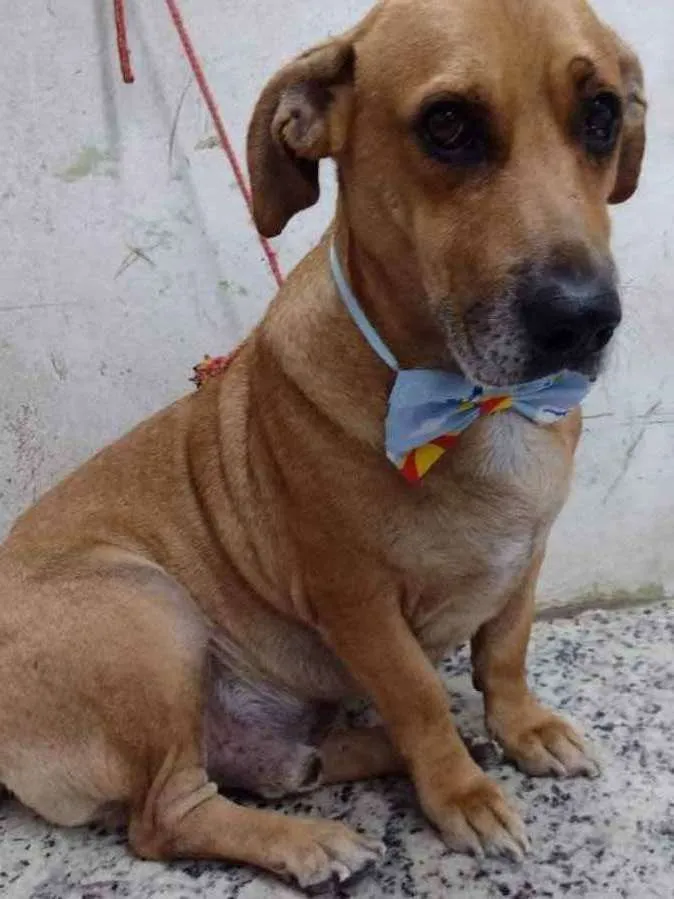 Cachorro raça Vira lata  idade 3 anos nome Maicon 