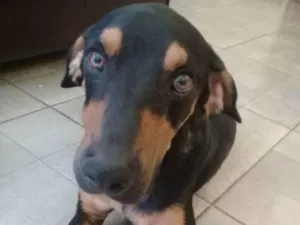 Cachorro raça Vira lata  idade 3 anos nome Lincol 