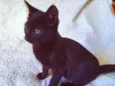 Gato raça SRD idade 2 a 6 meses nome ZIZI BLACK