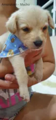 Cachorro raça Srd idade Abaixo de 2 meses nome Amendoim