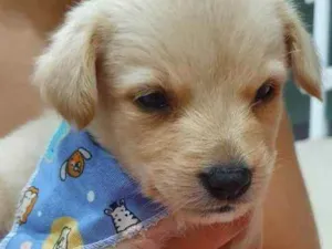 Cachorro raça Srd idade Abaixo de 2 meses nome Amendoim