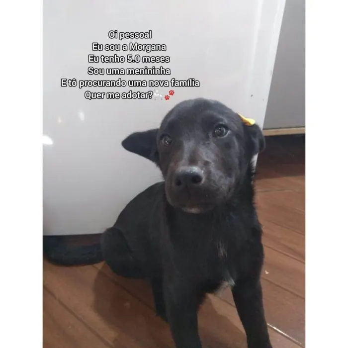 Cachorro ra a Indefinida  idade 2 a 6 meses nome Morgana 