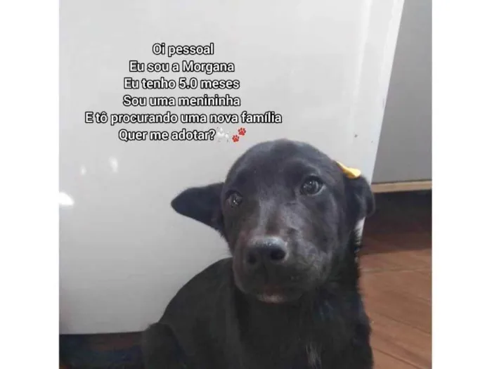 Cachorro ra a Indefinida  idade 2 a 6 meses nome Morgana 