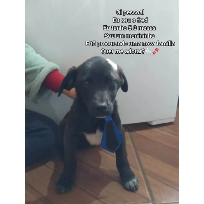 Cachorro ra a Indefinida  idade 2 a 6 meses nome Morgana 