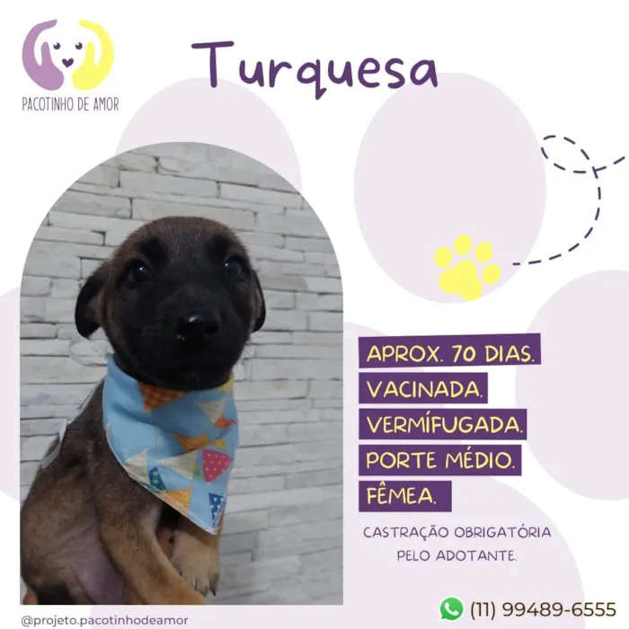 Cachorro raça Srd idade  nome Turquesa