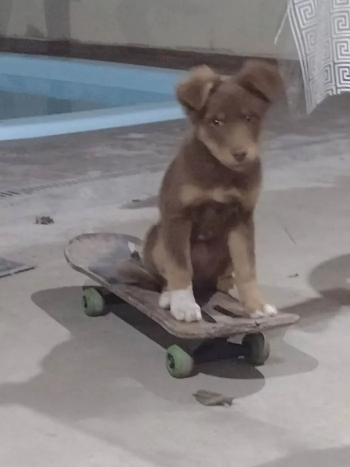 Cachorro raça SRD idade 2 a 6 meses nome Rex