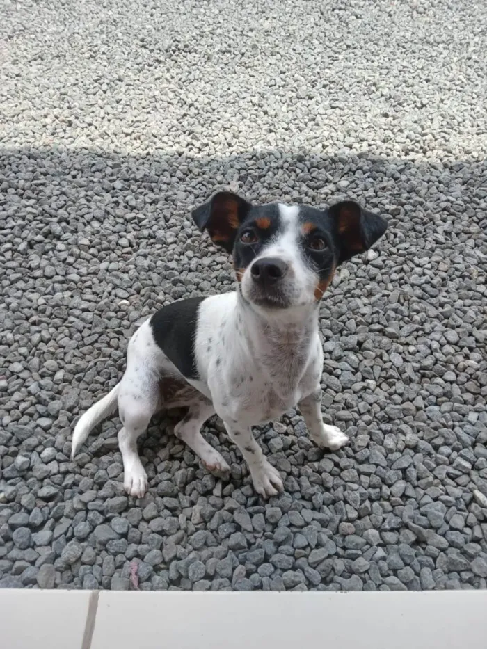 Cachorro ra a Fox paulistinha idade 2 anos nome Suki