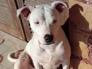 Cachorro raça Pittbull idade 2 anos nome Princesa