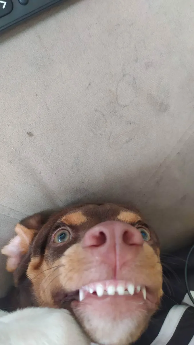Cachorro ra a Fox Paulistinha idade 1 ano nome Pyke