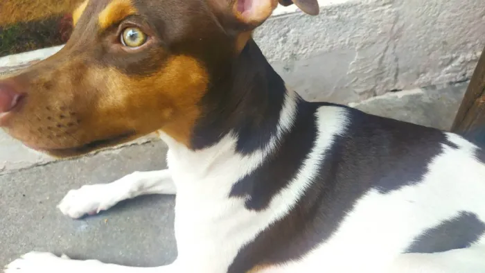 Cachorro ra a Fox Paulistinha idade 1 ano nome Pyke
