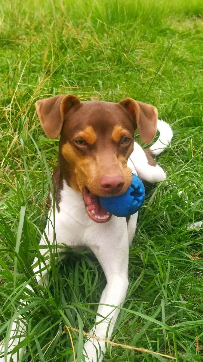 Cachorro ra a Fox Paulistinha idade 1 ano nome Pyke