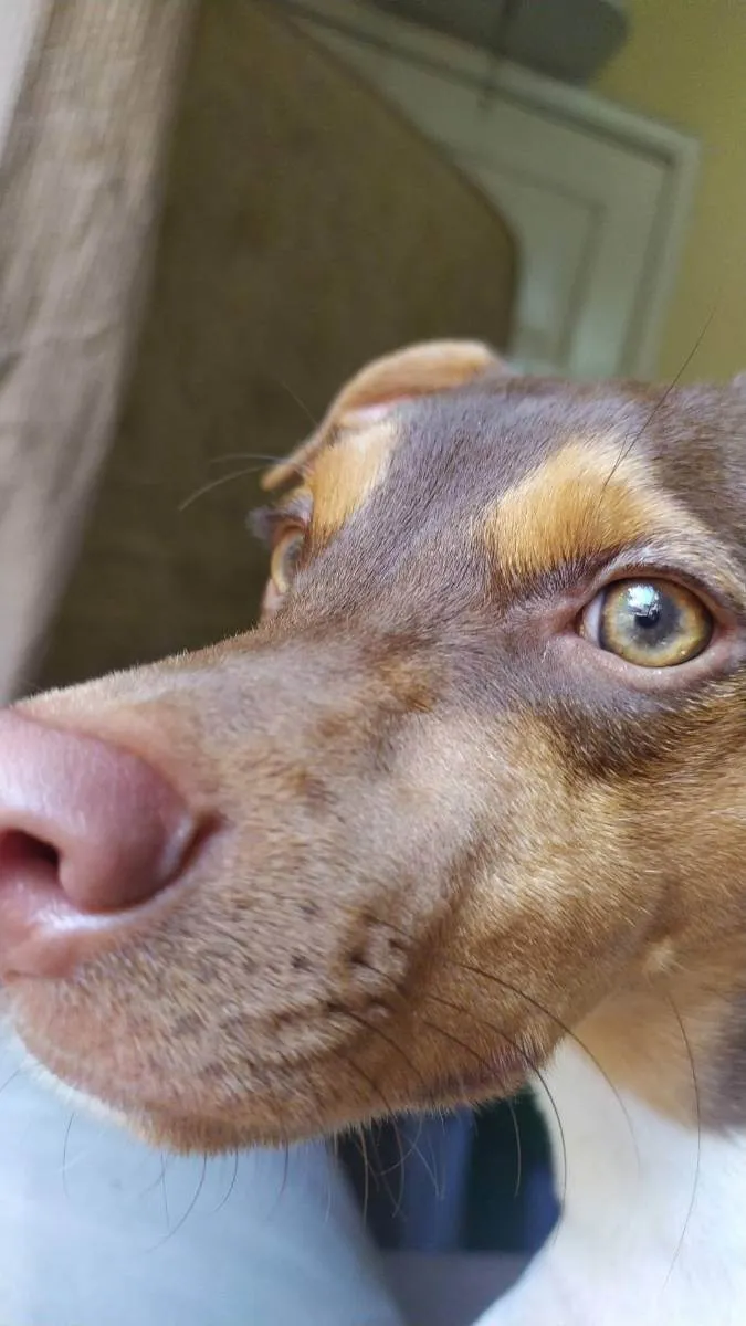 Cachorro ra a Fox Paulistinha idade 1 ano nome Pyke