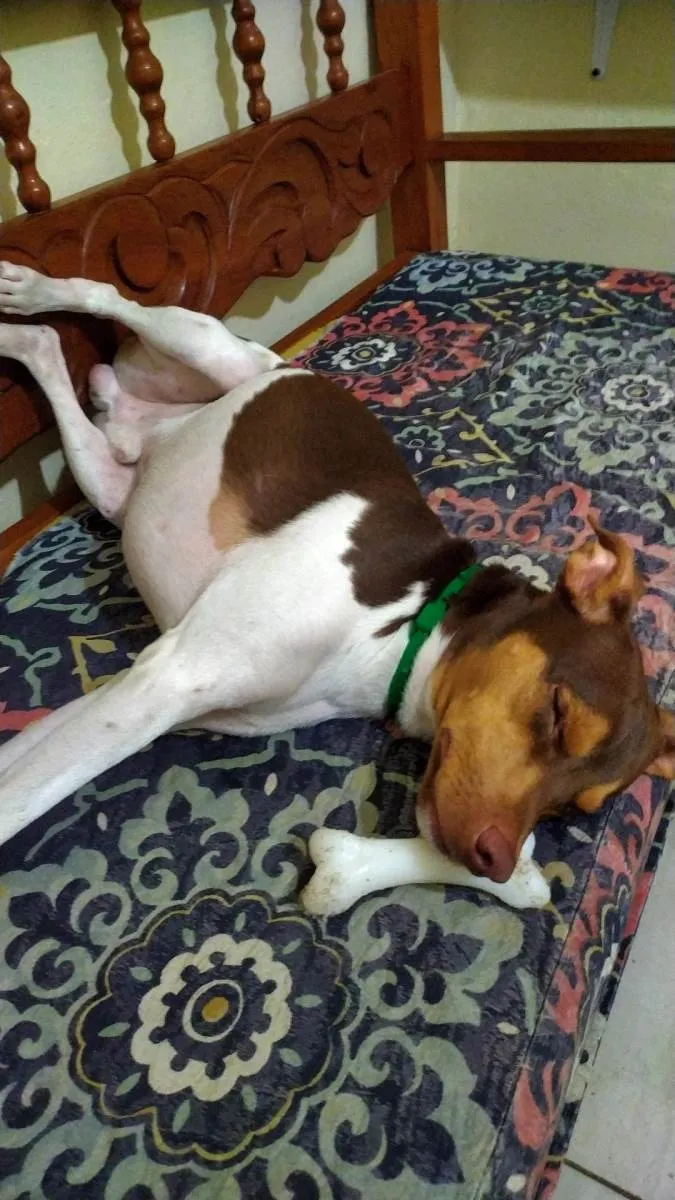 Cachorro ra a Fox Paulistinha idade 1 ano nome Pyke