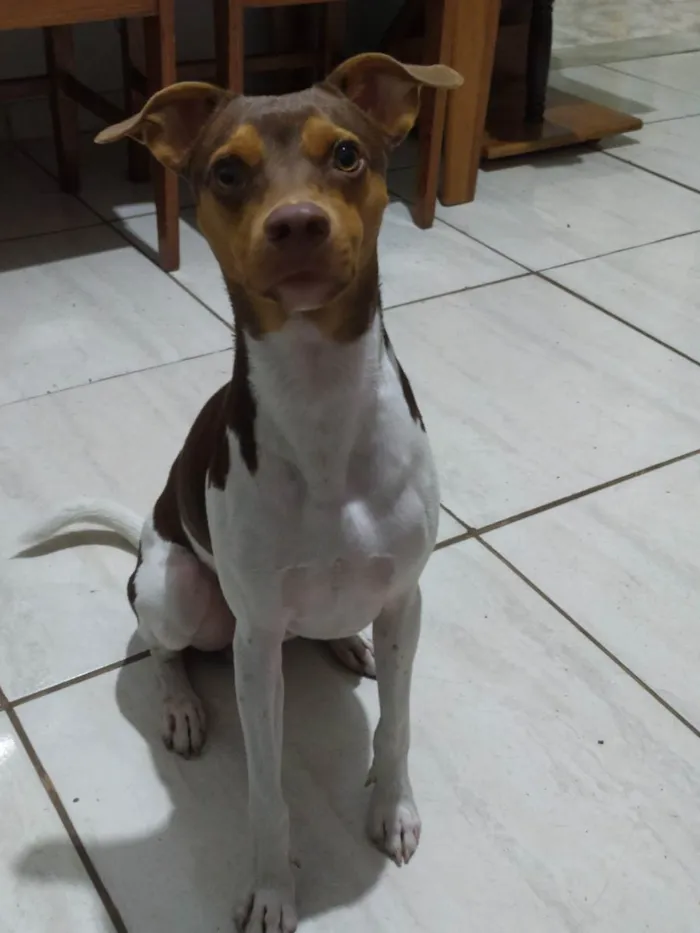 Cachorro ra a Fox Paulistinha idade 1 ano nome Pyke