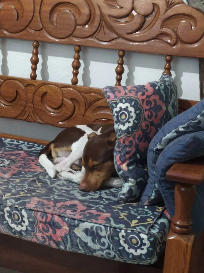 Cachorro ra a Fox Paulistinha idade 1 ano nome Pyke