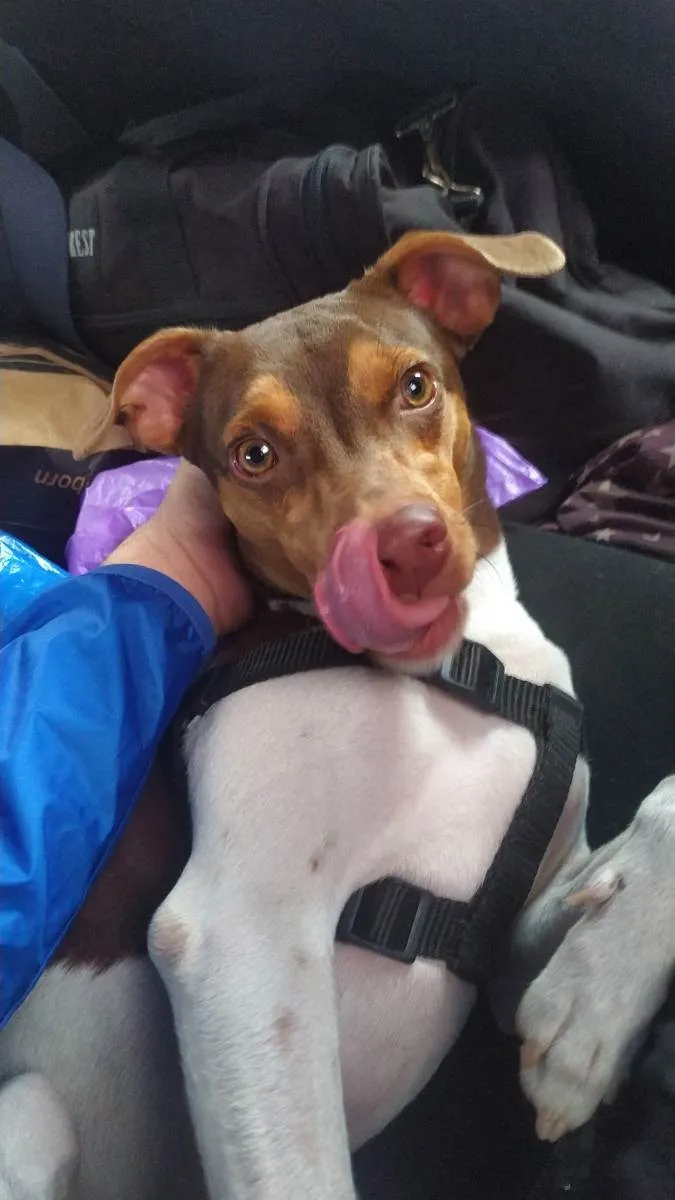 Cachorro ra a Fox Paulistinha idade 1 ano nome Pyke