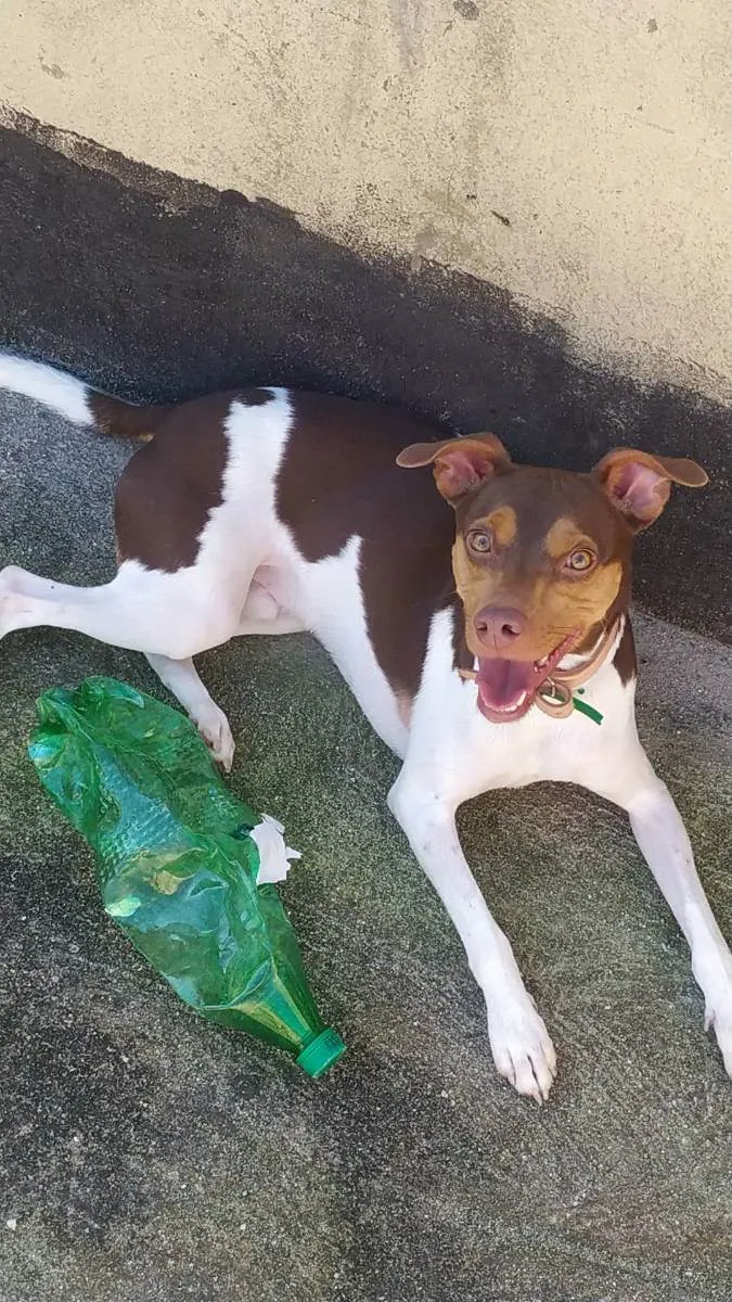 Cachorro ra a Fox Paulistinha idade 1 ano nome Pyke