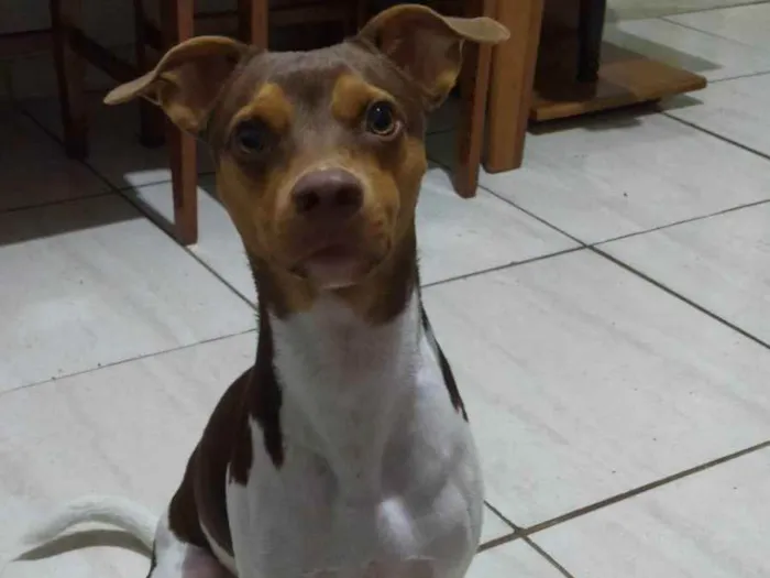Cachorro ra a Fox Paulistinha idade 1 ano nome Pyke