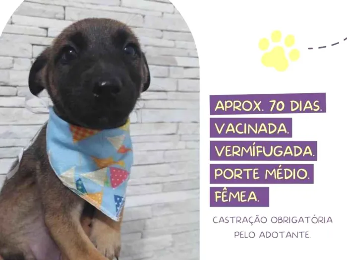 Cachorro raça Srd idade  nome Turquesa