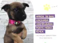 Cachorro raça Srd idade  nome Âmbar 