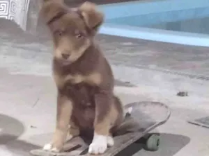 Cachorro raça SRD idade 2 a 6 meses nome Rex