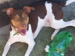Cachorro raça Fox Paulistinha idade 1 ano nome Pyke