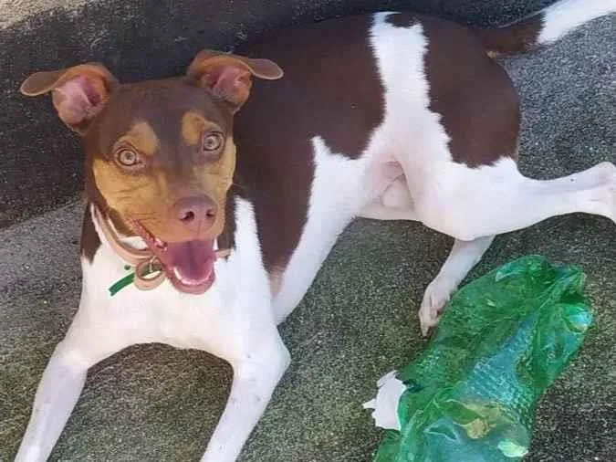 Cachorro ra a Fox Paulistinha idade 1 ano nome Pyke