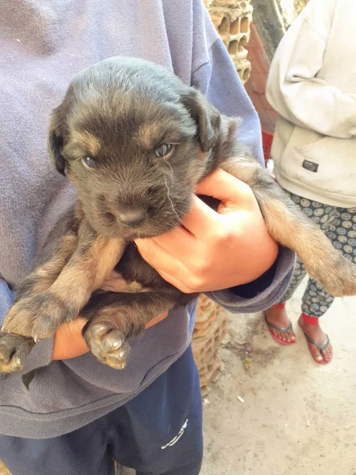 Cachorro ra a Sem raça definida  idade Abaixo de 2 meses nome Sem nome 