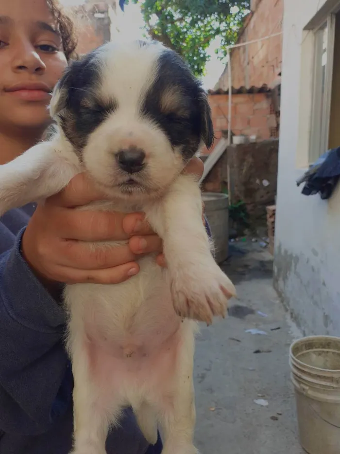 Cachorro ra a Sem raça definida  idade Abaixo de 2 meses nome Sem nome 