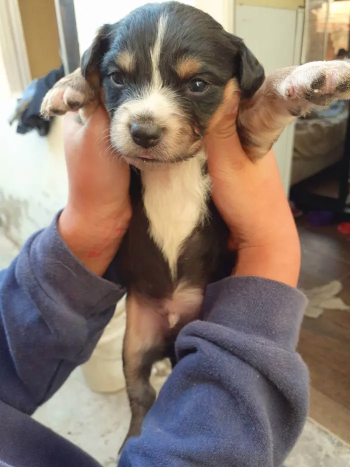 Cachorro ra a Sem raça definida  idade Abaixo de 2 meses nome Sem nome 