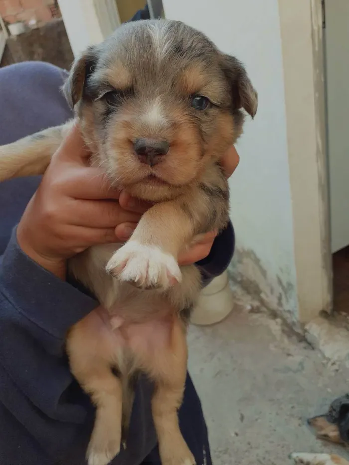 Cachorro ra a Sem raça definida  idade Abaixo de 2 meses nome Sem nome 