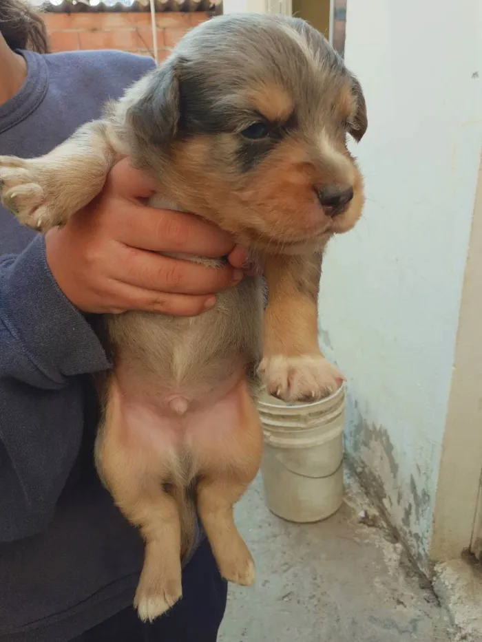 Cachorro ra a Sem raça definida  idade Abaixo de 2 meses nome Sem nome 